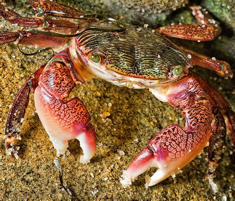 crabs native to california.